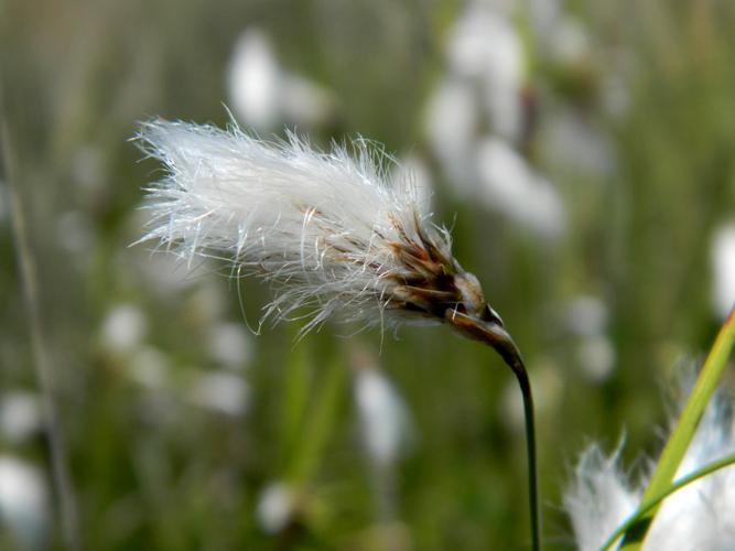 Linaigrette à feuilles étroites (Eriophorum angustifolium) © Morvan Debroize