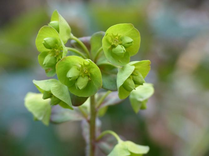 Euphorbe des bois (Euphorbia amygdaloides) © Morvan Debroize