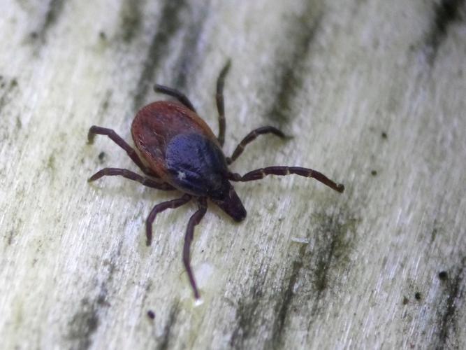 Tique du mouton (Ixodes ricinus) © Morvan Debroize