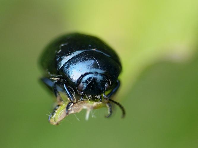 Chrysomèle violette (Chrysolina haemoptera) © Morvan Debroize