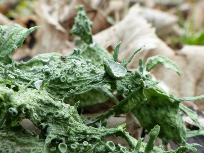 Ramaline du frêne (Ramalina fraxinea) © Mathilde Collet