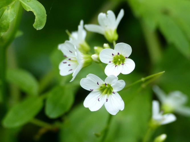 Cardamine amère (Cardamine amara) © Morvan Debroize