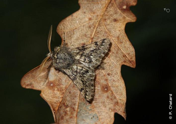 Nyssie hispide (La) (Apocheima hispidaria) © P. Chatard