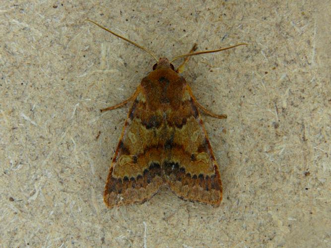 La Xanthie rufine (Agrochola helvola) © Bertrand Debroize