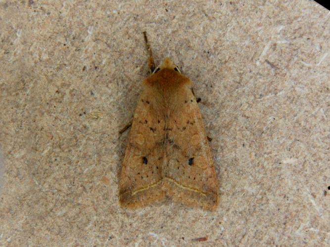 La Xanthie noisette (Agrochola macilenta) © Bertrand Debroize