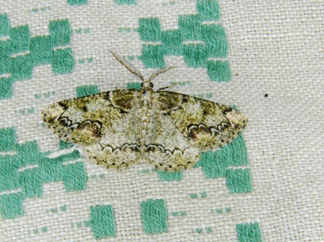 La Boarmie des Lichens (Cleorodes lichenaria) © Bertrand Debroize