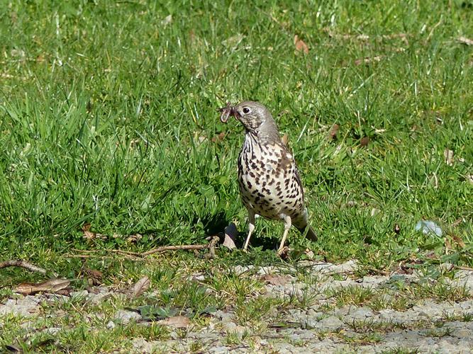 Grive draine (Turdus viscivorus) © Morvan Debroize