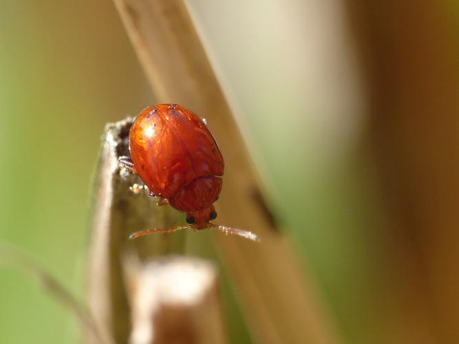 Sphaeroderma rubidum © Morvan Debroize