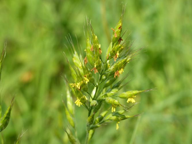Brome mou (Bromus hordeaceus) © Morvan Debroize