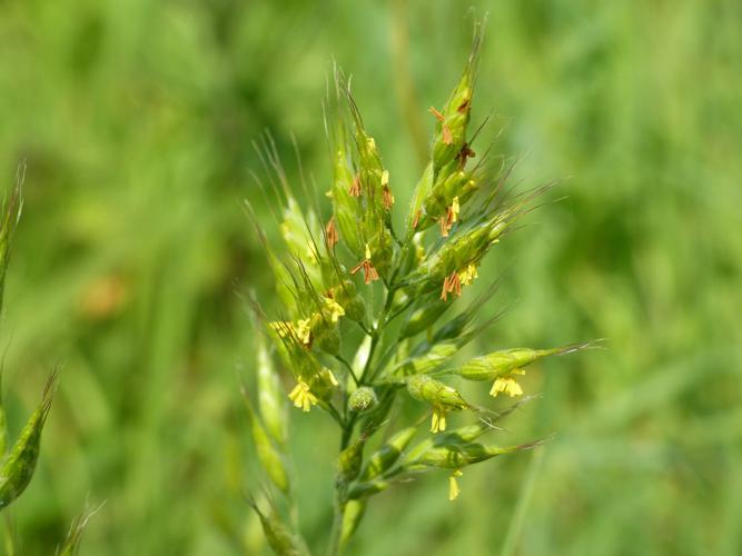 Brome mou (Bromus hordeaceus) © Morvan Debroize