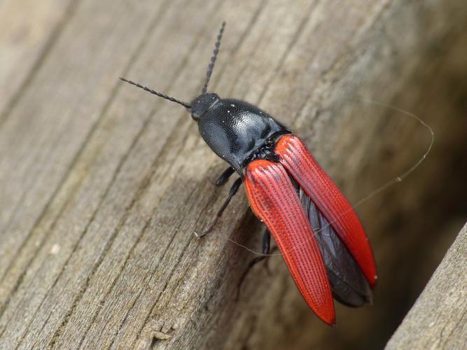 Taupin à étuis rouges (Ampedus sanguineus) © Morvan Debroize