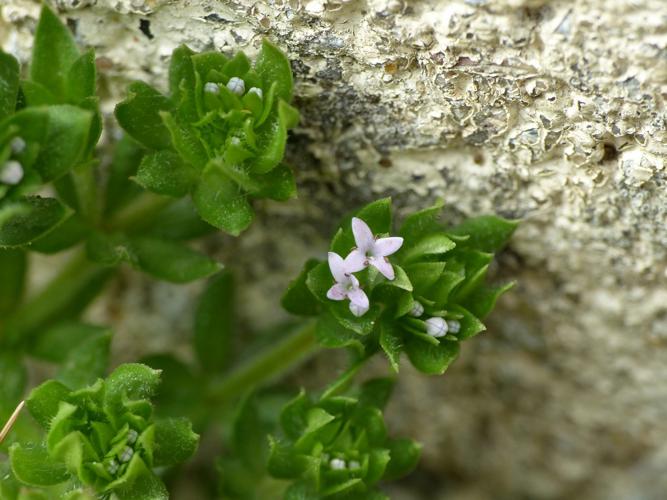 Rubéole des champs (Sherardia arvensis) © Morvan Debroize