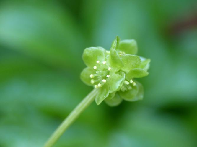 Moschatelline (Adoxa moschatellina) © Morvan Debroize