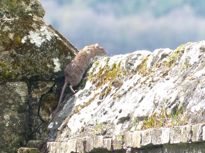 Surmulot (Rattus norvegicus) © Morvan Debroize