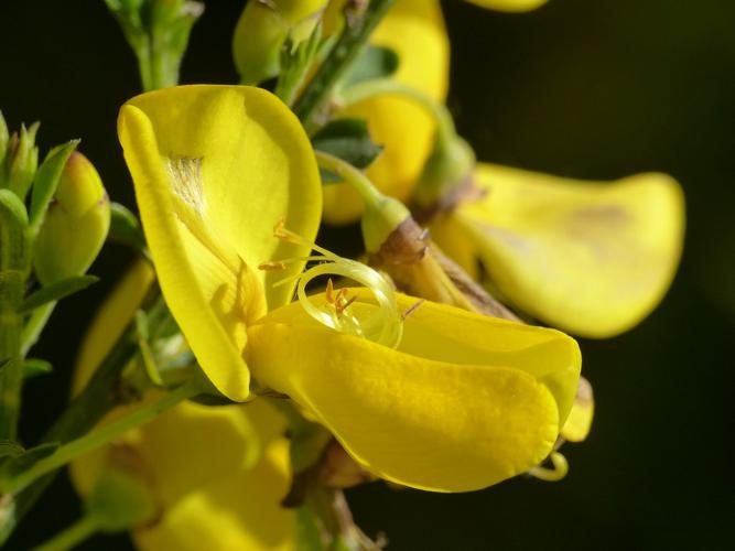 Genêt à balais (Sarothamnus scoparius), fleur © Morvan Debroize