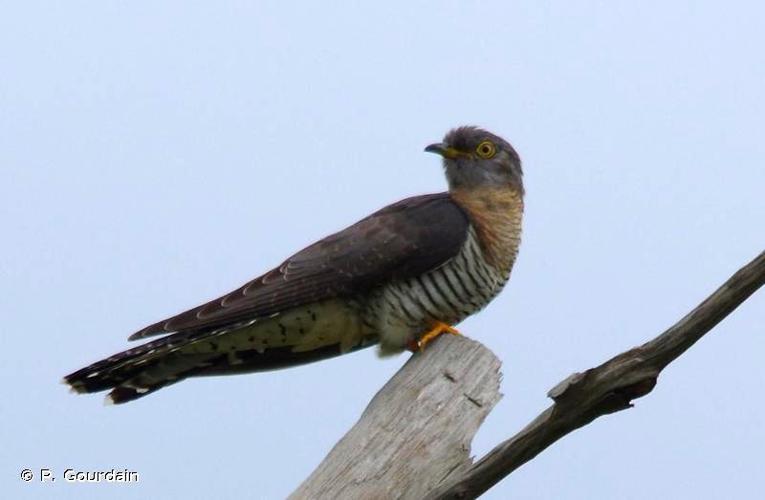 Coucou gris (Cuculus canorus) © P. Gourdain