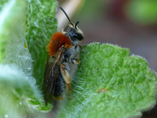 Andrène à cul rouge (Andrena haemorrhoa) © Morvan Debroize