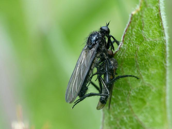 Empis cialata et sa proie © Morvan Debroize