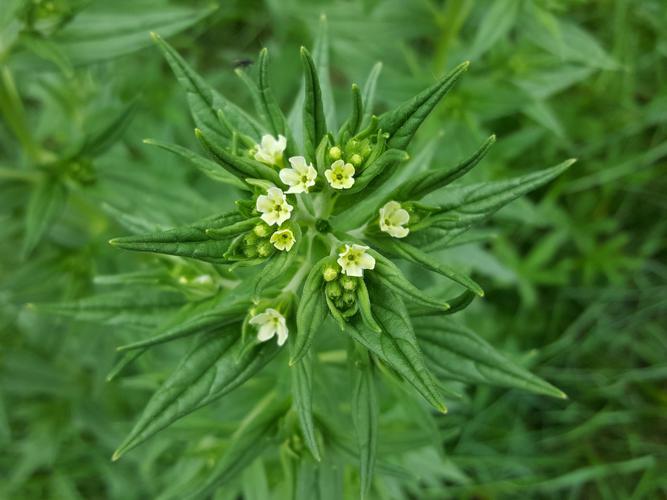 Grémil officinal (Lithospermum officinale) © Rémi Jardin