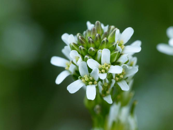 Arabette poilue (Arabis hirsuta) © Morvan Debroize