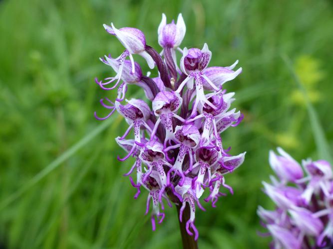 Orchis singe (Orchis simia) © Morvan Debroize