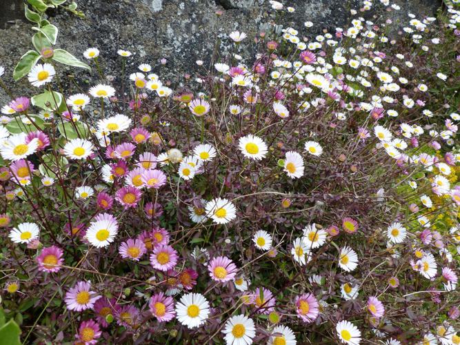 Vergerette de Karvinski (Erigeron karvinskianus) © Morvan Debroize