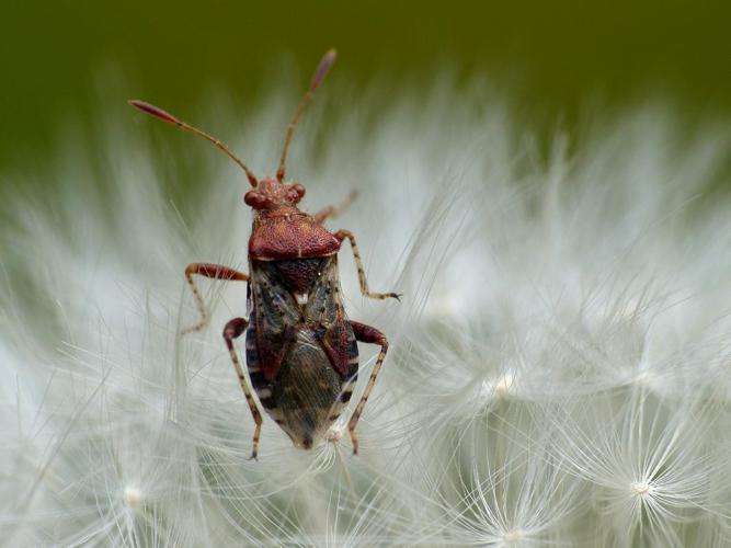 Rhopalus subrufus © Morvan Debroize