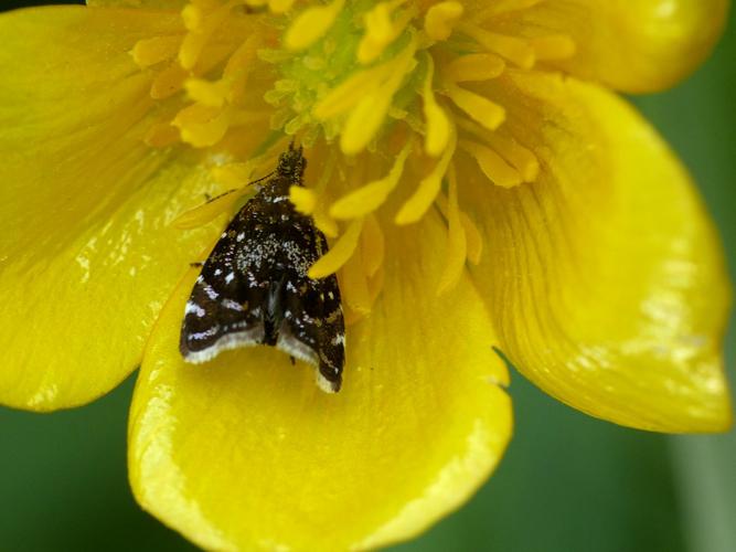 Prochoreutis sp. © Morvan Debroize