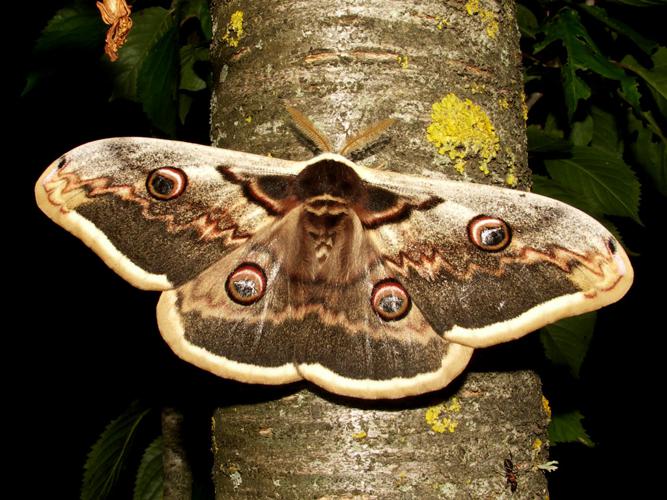 Grand Paon de nuit (Saturnia pyri) © Sylvain Montagner