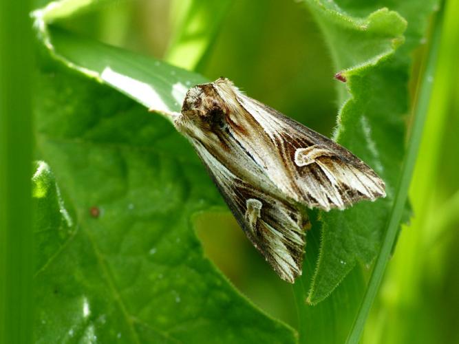 Camomilière (Actinotia polyodon) © Morvan Debroize