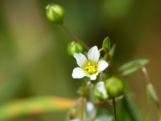 Lin purgatif (Linum catharticum) © Morvan Debroize