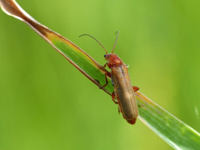 Cantharide rouge (Cantharis rufa) © Morvan Debroize