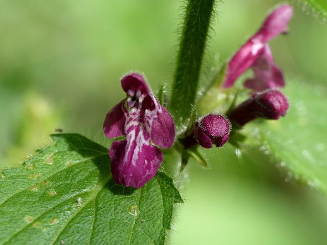 Epiaire des bois (Stachys sylvatica), fleur © Morvan Debroize