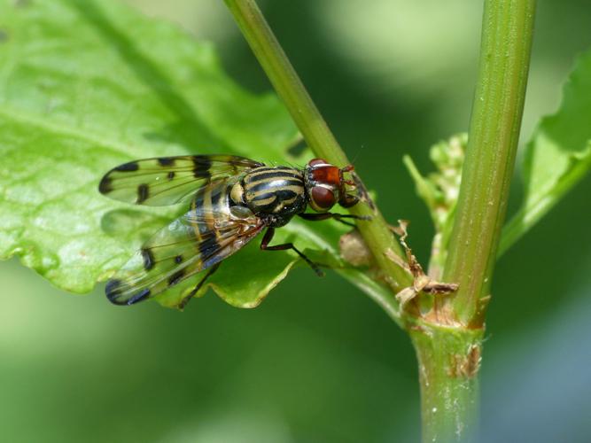 Otites formosa © Morvan Debroize