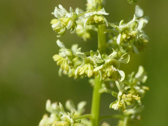 Réséda jaune (Reseda lutea), fleurs © Morvan Debroize