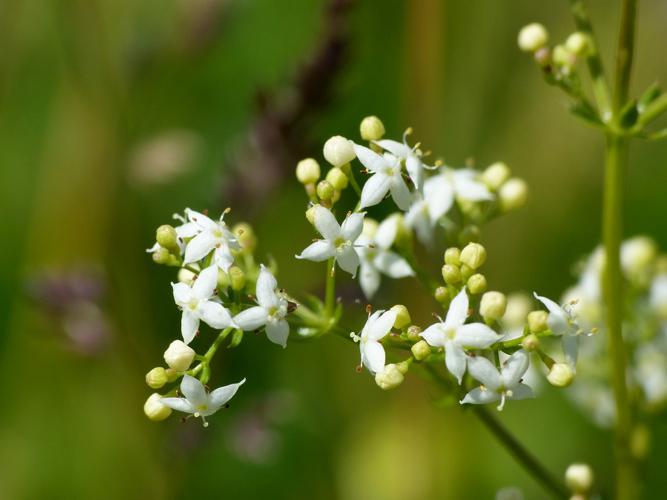 Gaillet commun (Galium mollugo), fleurs © Morvan Debroize