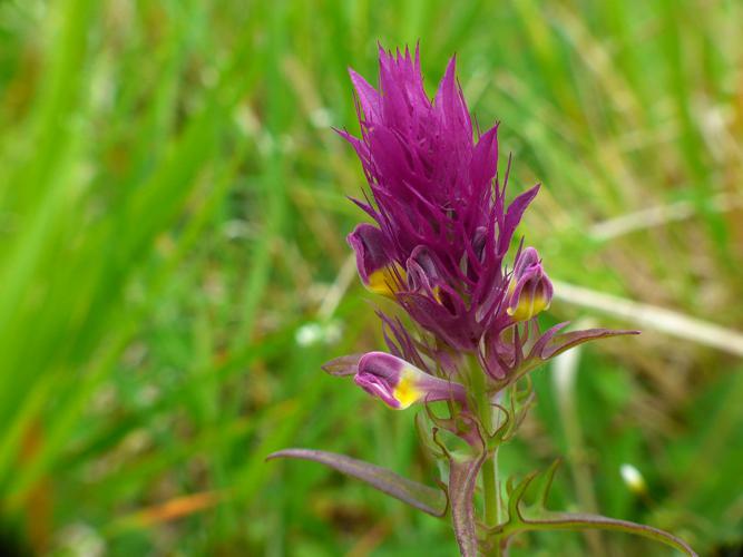 Mélampyre des champs (Melampyrum arvense) © Morvan Debroize