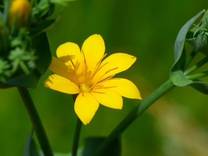 Chlore perfoliée (Blackstonia perfoliata), fleur © Morvan Debroize