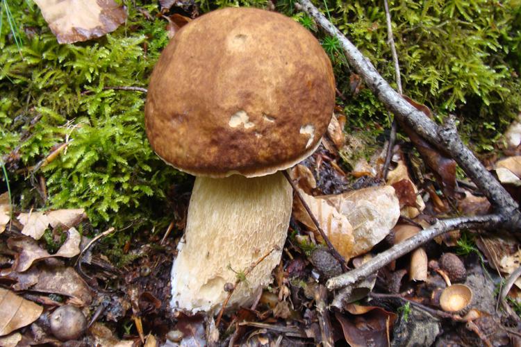 Cèpe d'été (Boletus aestivalis) © J.-P. Louvet