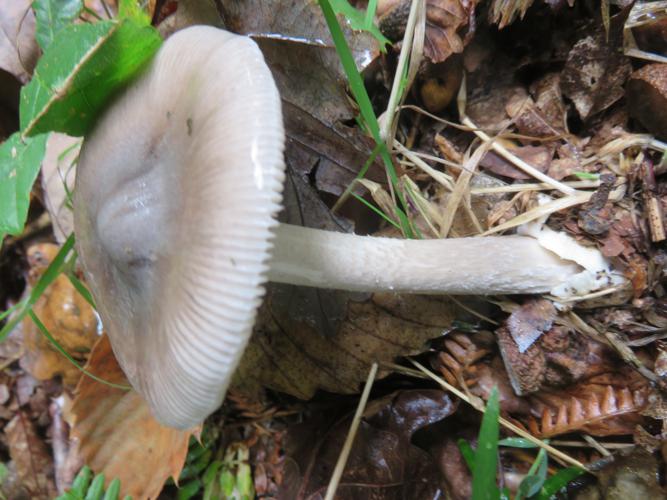 Amanita simulans © J.-P. Louvet