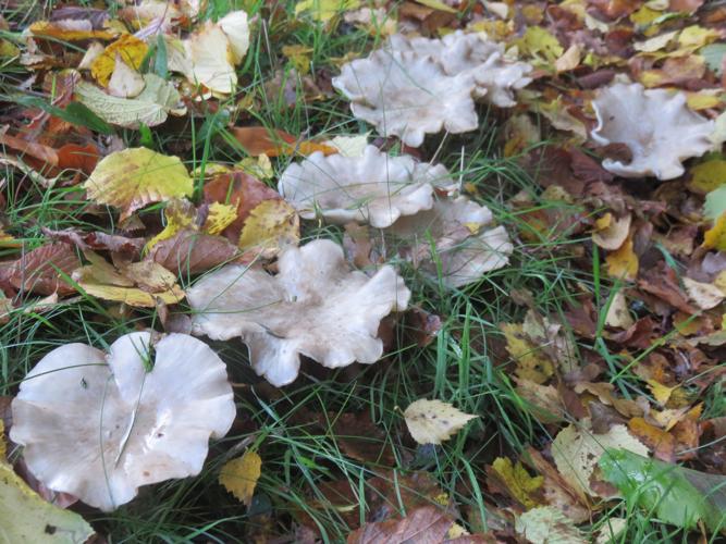 Clitocybe nébuleux (Lepista nebularis) © J.-P. Louvet