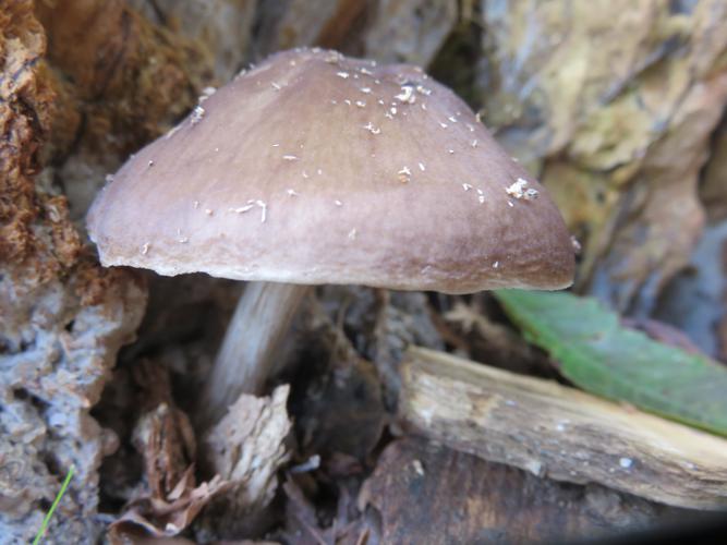 Plutée couleur de cerf (Pluteus cervinus) © J.-P. Louvet