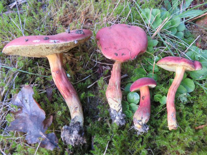 Bolet framboise (Xerocomus rubellus) © J.-P. Louvet