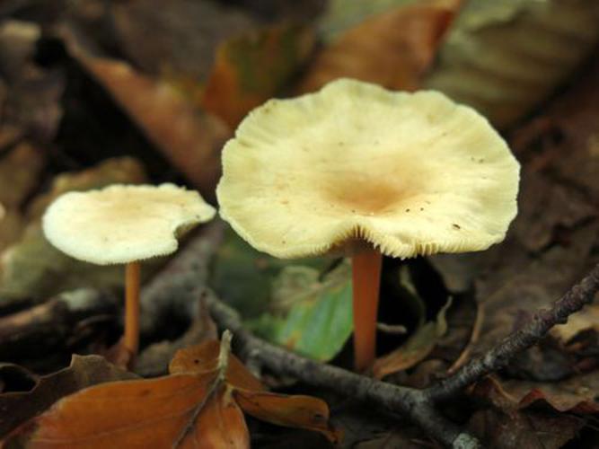 Collybia dryophila © Jan Wessels