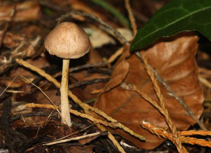 Marasme guêtré (Collybia peronata) © Harm Alberts