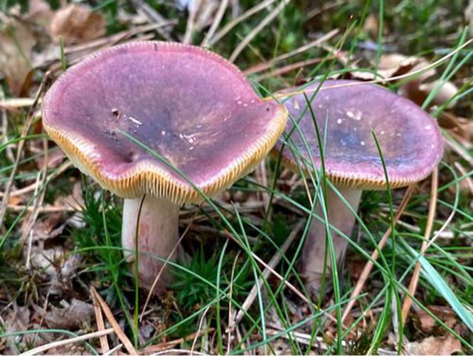 Russule sardoine (Russula sardonia) © Jeroen V.