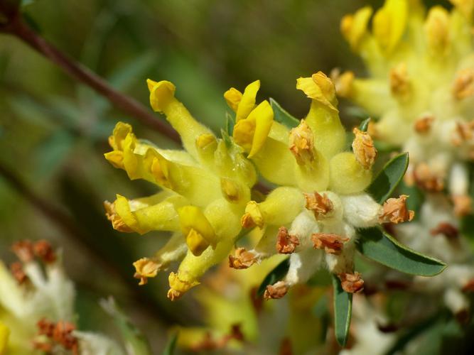 Anthyllide vulnéraire (Anthyllis vulneraria), fleurs © Morvan Debroize