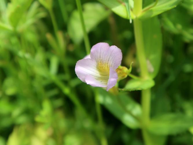 Gratiole officinale (Gratiola officinalis), fleur © Mathilde Collet