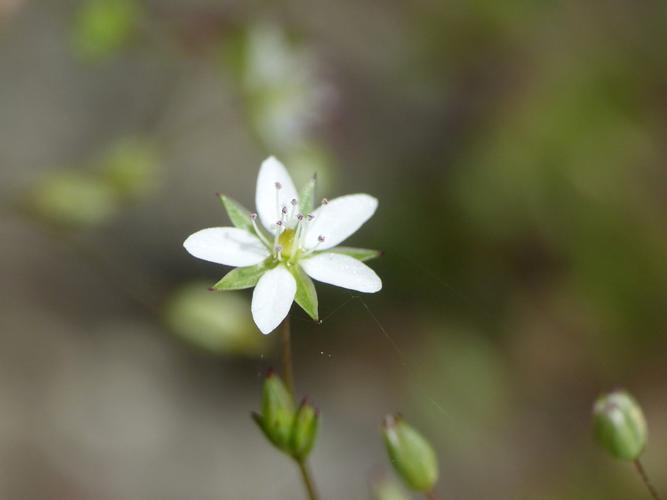 Alsine à feuilles étroites (Minuartia hybrida), fleur © Morvan Debroize