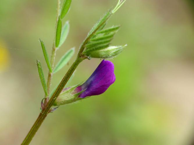 Vesce à feuilles étroites (Vicia angustifolia), fleur © Morvan Debroize